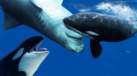 killer whale enemies and predators